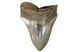 Tan, Fossil Megalodon Tooth - Sharp Serrations #182970-1